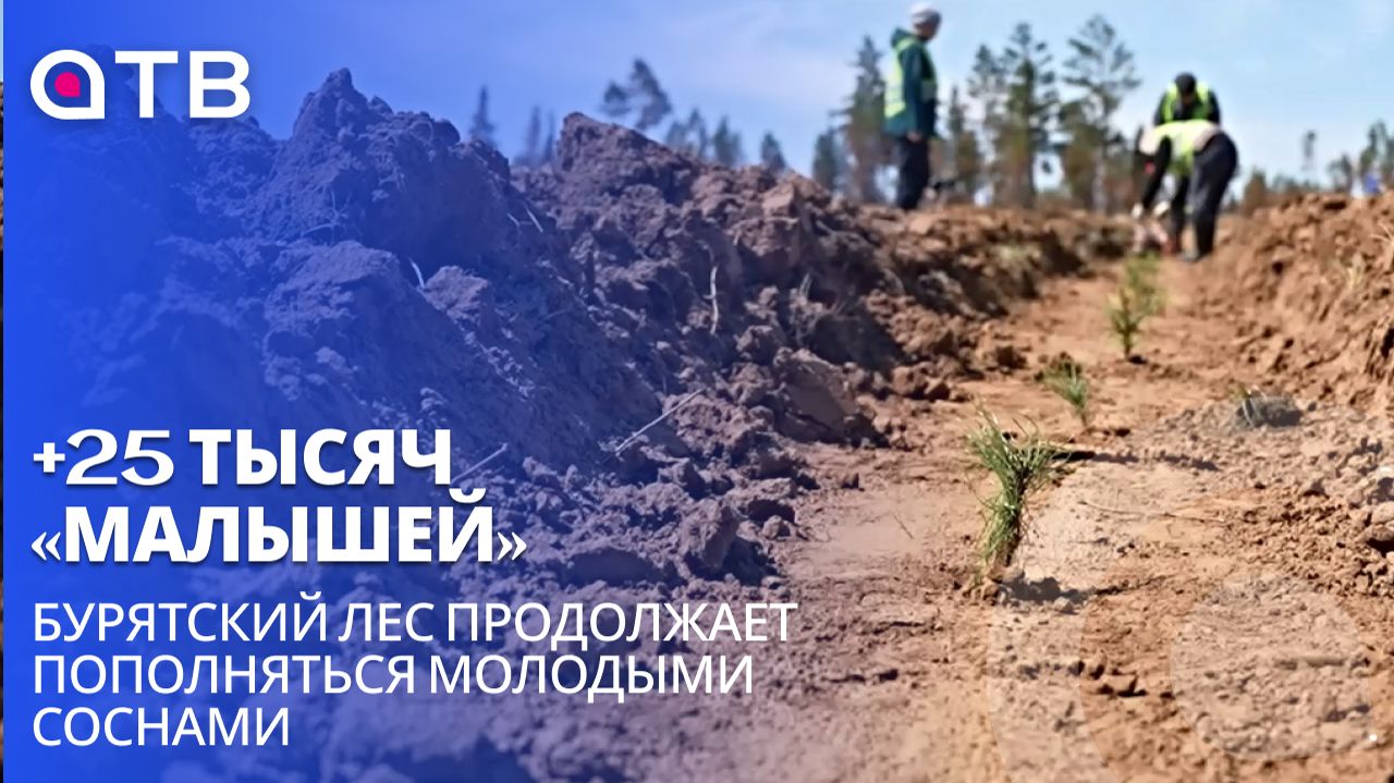 +25 тысяч «малышей». Бурятский лес продолжает пополняться молодыми соснами| Репортаж с высадки