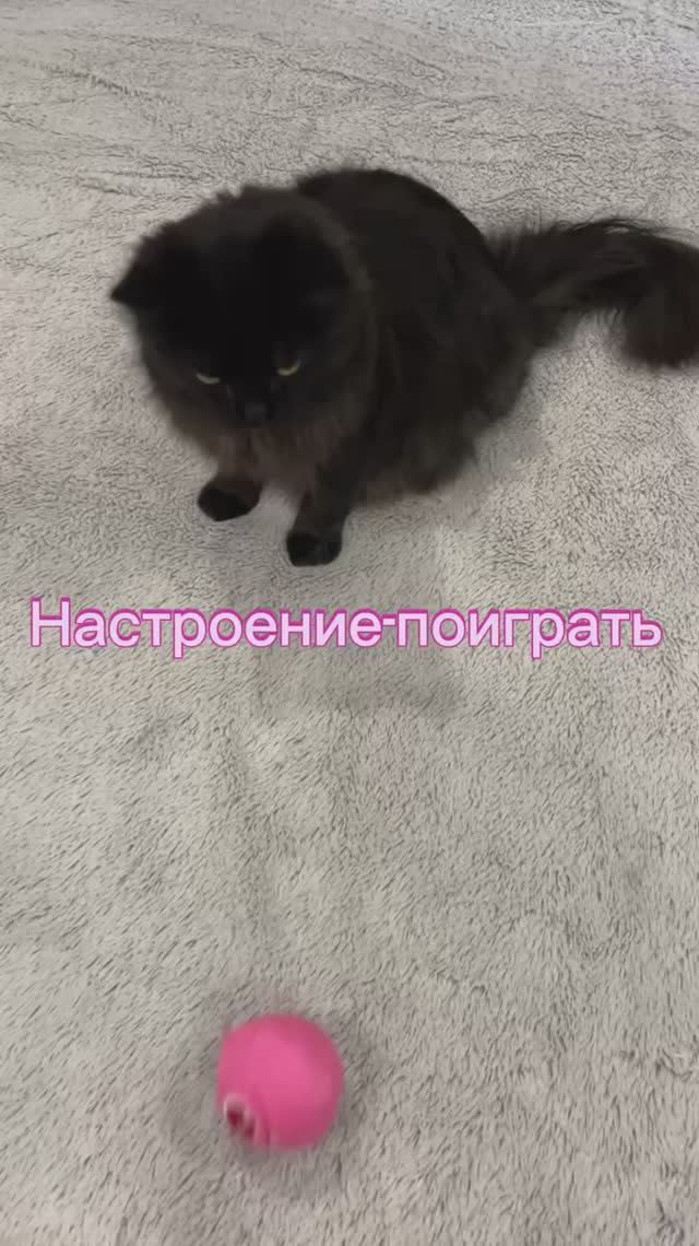 Любимые игрушки Коти