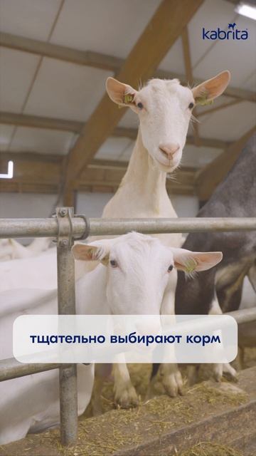 Зааненские козочки — главные звезды сегодняшнего праздника