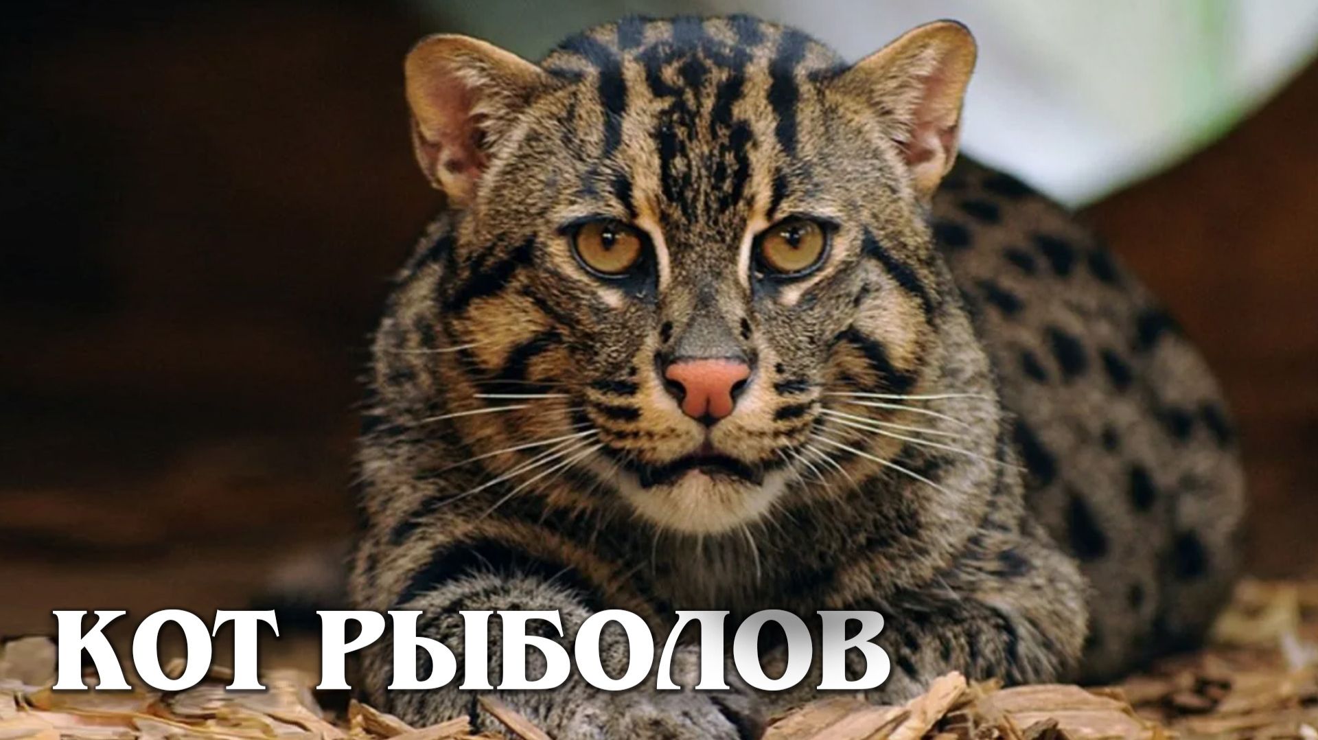 Кот-Рыболов: Идеальный Ныряльщик | Интересные факты про кошку рыболова