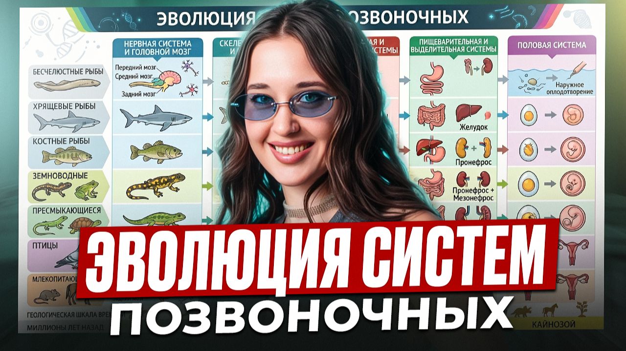 ВСЕ ПРО эволюцию органов позвоночных / Сердечно-сосудистая, дыхательная, мочевыделительная система