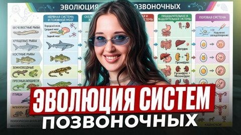ВСЕ ПРО эволюцию органов позвоночных / Сердечно-сосудистая, дыхательная, мочевыделительная система