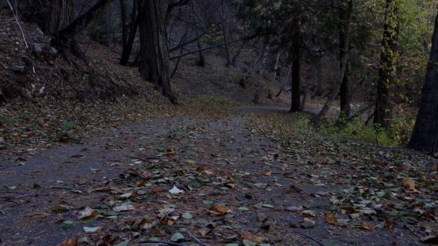 Жизни страницы, давно позабытые