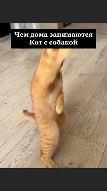 чем занимаешься кот с собакой