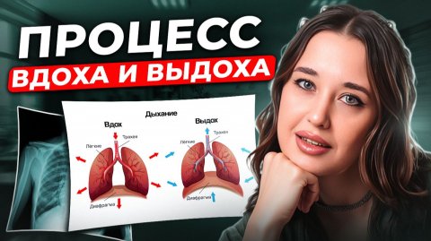 АНАТОМИЯ ВДОХА И ВЫДОХА / Как работает дыхательная система? / ЕГЭ 2026 по биологии
