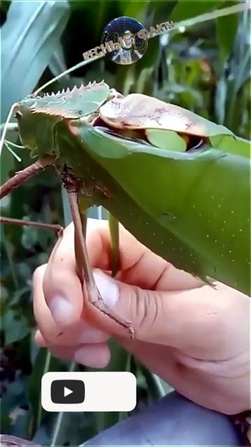 Плотоядный огромный кузнечик - Arachnacris (@infackts)