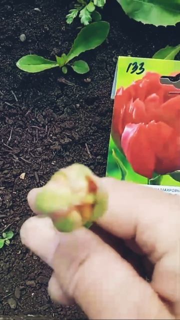 тюльпаны из фикспрайс что получилось