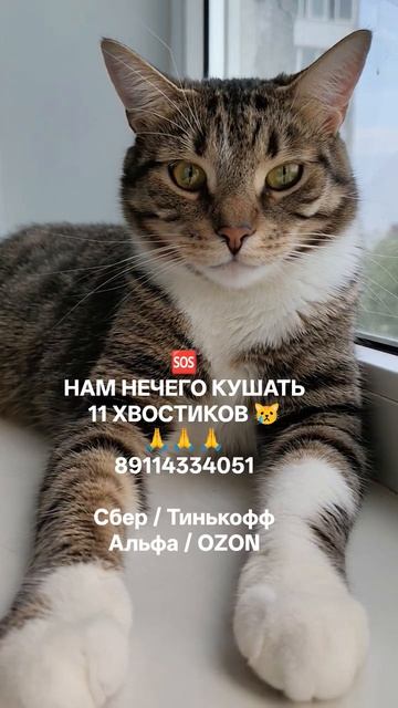 СРОЧНЫЙ СБОР НА КОРМА 🙏