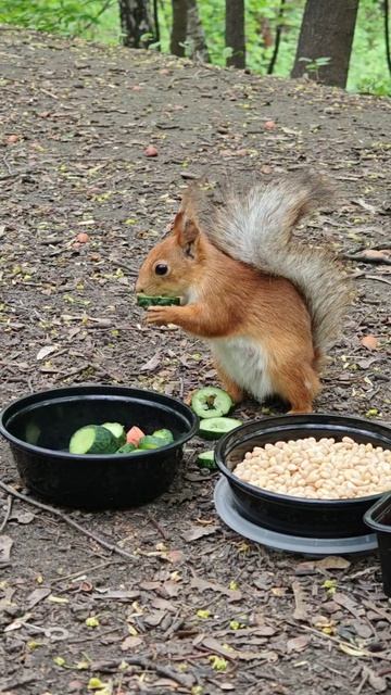 Угощение для белок: огурцы, орехи и не только! / Treats for squirrels: cucumbers, nuts, and more! 🐿