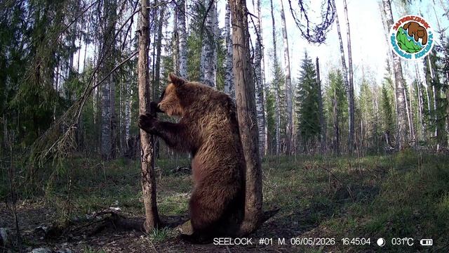 06.05.2026.Медведь.Заповедник Большая Кокшага.Косолапый самец пол дня проводит время у дерева