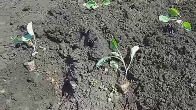 высаживаю рассаду раннеспелой капусты в открытый грунт