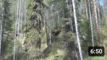 МЕДВЕДЬ бежал на меня СЗАДИ со СПИНЫ Я Встал РАЗДВИНУЛ ШИРОКО РУКИ Тайга Рыбалка Охота Сибирь