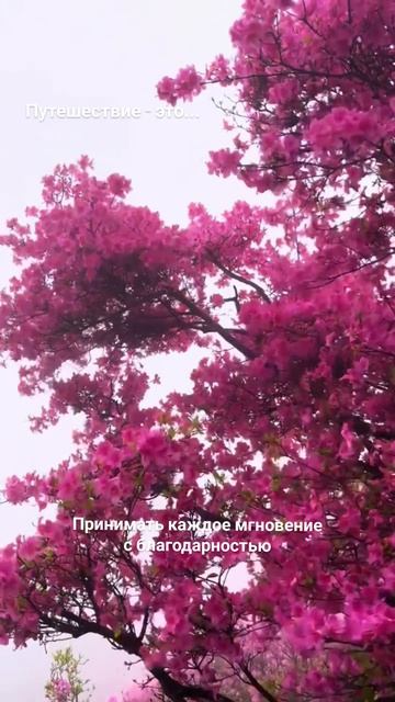 Путешествие - это...