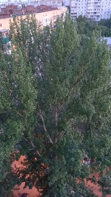 Пой, птичка! Пой!