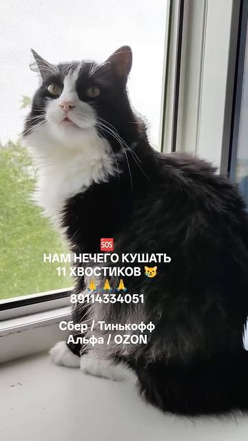 ПОМОЩЬ УСАТЫМ 🙏