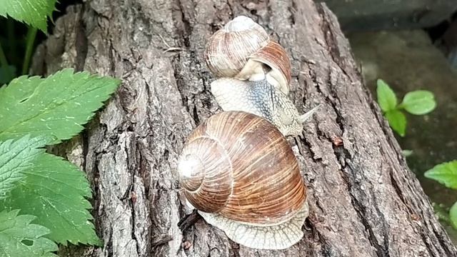 Виноградные улитки