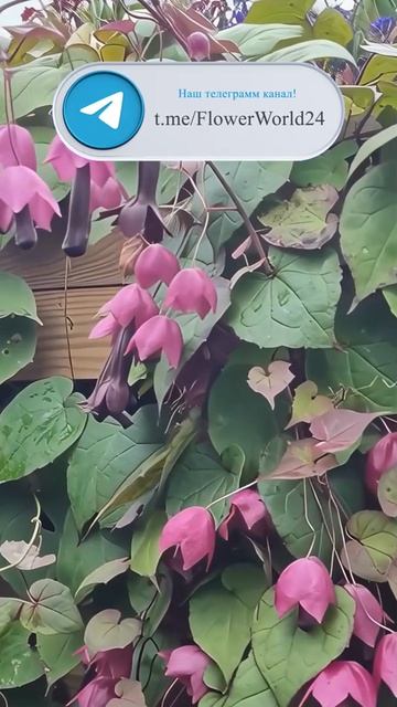 Это не фотошоп! 🌸 Родохитон — растение-загадка.