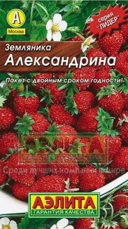 Земляника из семян