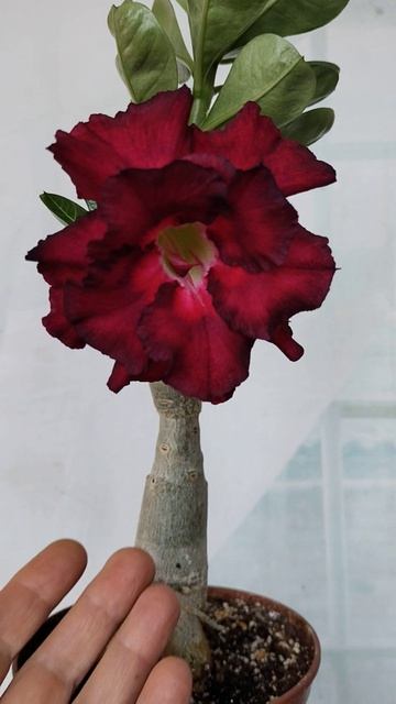 Jackbean адениум  #адениум #flowers #adenium #цветыдлядома #plants #розапустыни  #garden