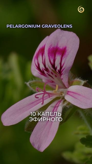 Морщины вокруг рта уйдут — РАБОЧИЙ способ! #эфирныемасла #красота #ароматерапия