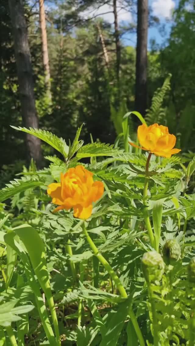 Нежный разноцветный май #алтай #белокуриха