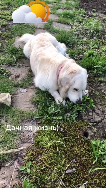 Дачная жизнь. Голденретривер. Максимус.