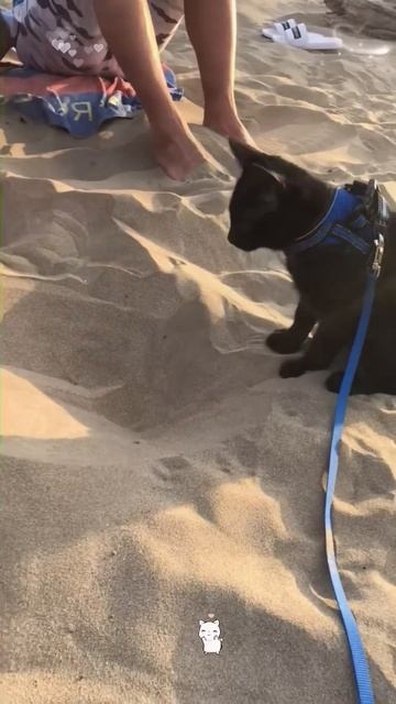 The Cat On The Beach#funnycat #cutecat #funny #kitten #pet #fyp #foryou
