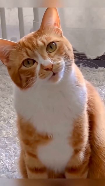 #cat #cute #catvideo #cutecat #funnyvideo