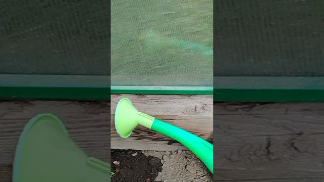 416.mp4огурцы  высадила в теплицу!