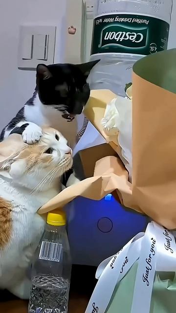 猫の面白い行動 #cat #fyp #cats