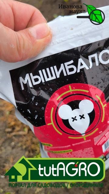 Муравьи в грядках: как быстро и надолго избавиться от муравьев в саду, в грядках и в теплице.