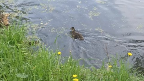 На следующий день на пруду.
20.05.26