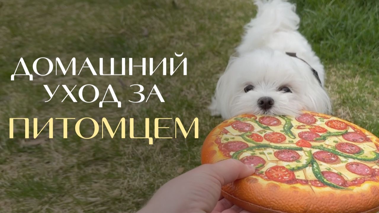 Как ухаживать за мальтийской болонькой без лишних трат. Мой бюджетный топ.