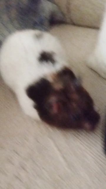 Хомяк