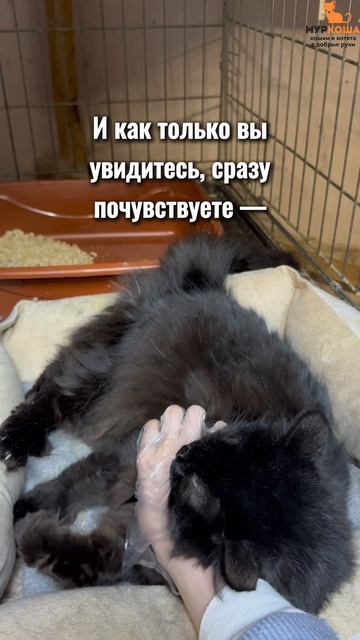 Боец ждёт вас в приюте #Муркоша