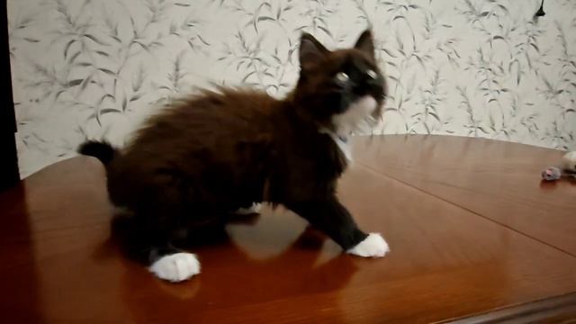 Вегас д.р.11.03.26г..mp4