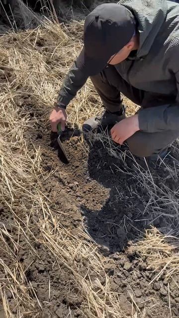 No-Till на практике: демопоказ сеялок Panther SM и МУЗА в КФХ Долгова Е.А.