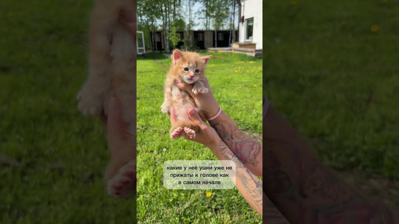 Котятам мейн куна 3 недели