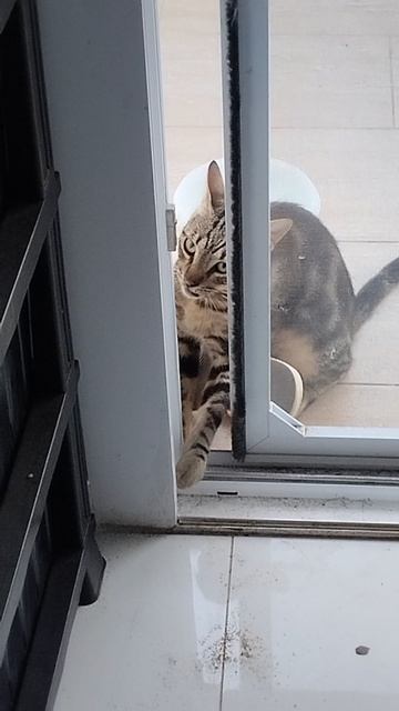 Про Кота