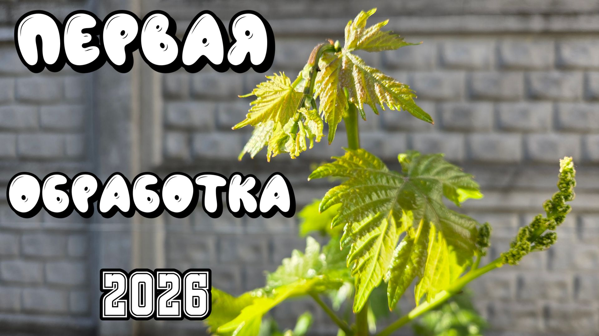 ОБРАБОТКА винограда по 3-5 ЛИСТУ.