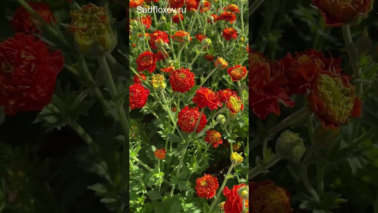 Гравилат Оранж Пампкин