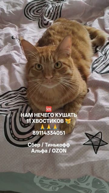 Человек , помоги 🙏