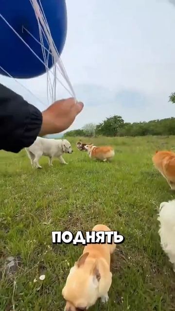 собака грустная