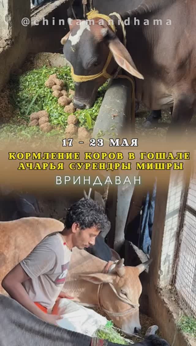 17 - 23 мая. Видеоотчет о кормлении коров в гошале Ачарья Сурендры Мишры