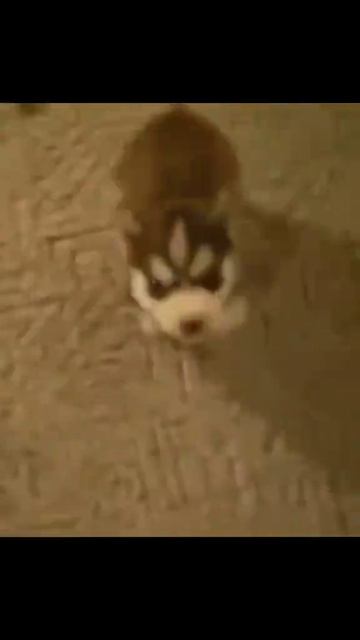 сабака какала