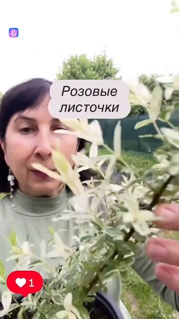 Удивительная ива