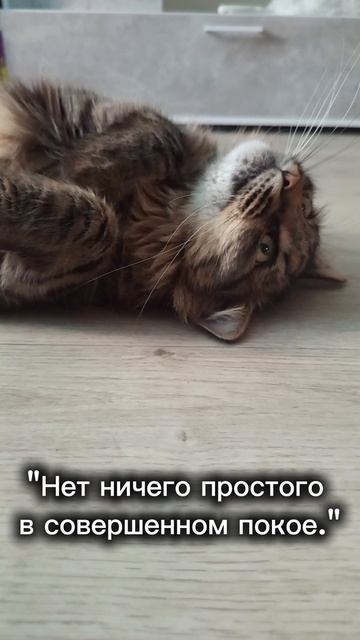Тимка #домахорошо #мойпитомец #котики #котфилософ #отдых