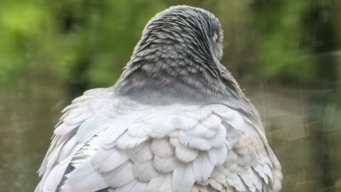 Голубь. В чешуе