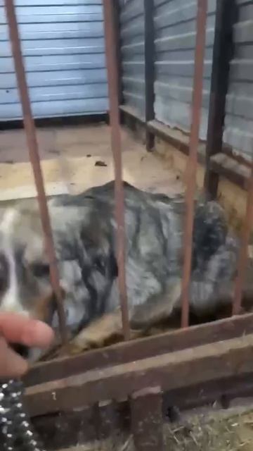 ‼️‼️‼️МЕГА СОС‼️‼️‼️ Совсем Кроха , как достало фашистское государство, убивает всех, малышей