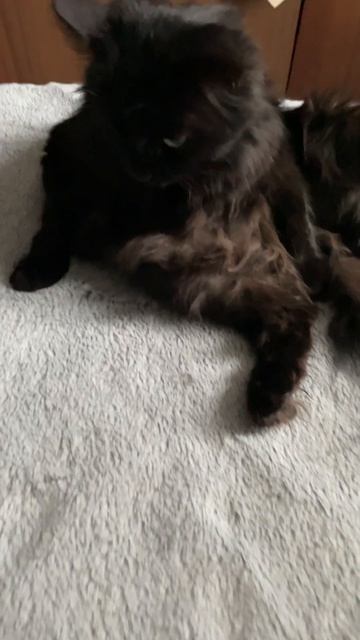 Деловой кот
